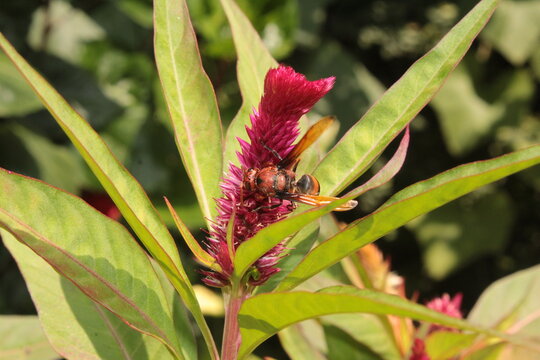 A potter wasp (Rhynchium brunneum) extracting nector from Celosia, cockscomb or woolflower 