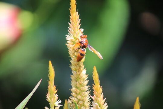 A potter wasp (Rhynchium brunneum) extracting nector from Celosia, cockscomb or woolflower 