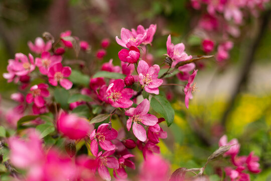 Closeup of vibrant pink crabapple blossoms and fresh buds in spring garden. Beautiful nature scene featuring  soft blurred background of yellow dandelions.