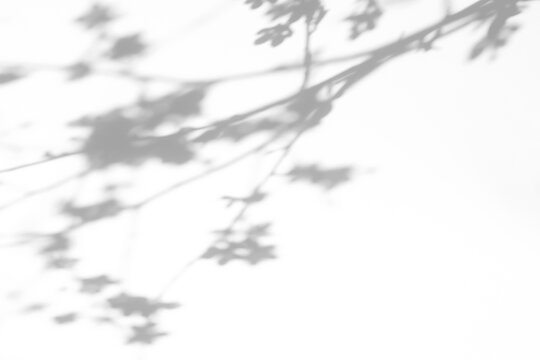 Real star-shaped foliage shadow cut out on a transparent png background with soft organic edges. Anchors a minimalist cosmetic mockup overlay and retro cosmetic design as a transparent png layer.