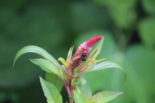A potter wasp (Rhynchium brunneum) extracting nector from Celosia, cockscomb or woolflower 