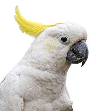 Sulphur crested cockatoo parrot head portrait isolated on white background