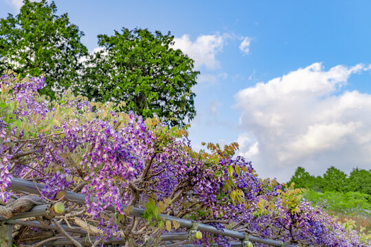 Glycines violettes en fleurs sous un ciel bleu nuageux