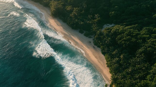 Tropical beach bordered by a dense rainforest meets crashing ocean waves along the coast.