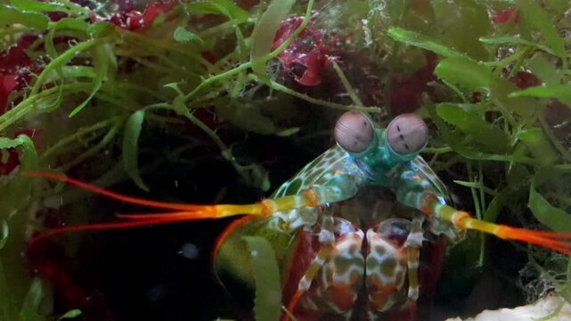 Odontodactylus Scyllarus (Clown Fangschreckenkrebs) in seiner H&ouml;hle - Mantis Shrimp