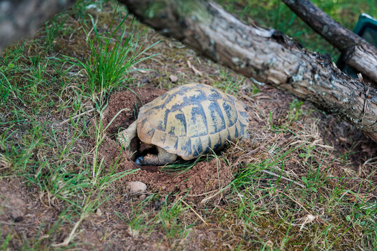 Wild tortoise laying eggs in a nest on the ground