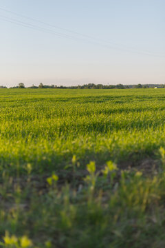 A vast green field stretches under a clear blue sky. The grass is lush and vibrant, indicating healthy growth in a rural landscape.