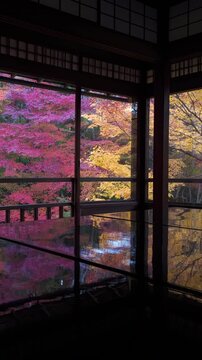 Fall travel in Kyoto, Japan, vibrant maple trees surround a historic Buddhist temple in autumn season.