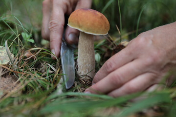 Fototapeta premium To pick porcini mushrooms in the forest