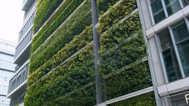 Vertical garden cover contemporary building facade in Shanghai city, China. Living vegetation, green architecture, sustainable construction, biophilic design, climate-conscious development