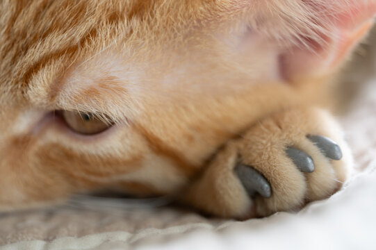 Toby cat head lay on paw with plastic claw cover