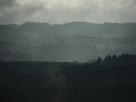 Forest with a foggy, misty atmosphere