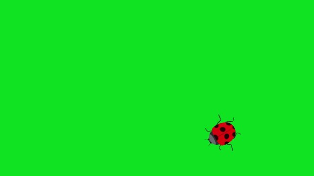 Animated ladybugs crawling on a vibrant green background for nature scenes