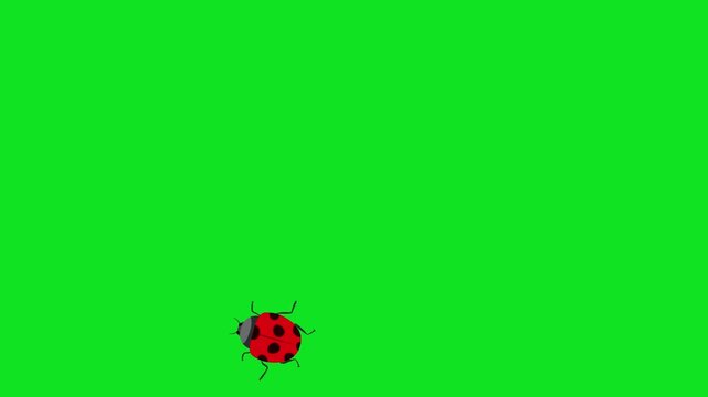 Animated ladybugs crawling on a vibrant green background for nature scenes