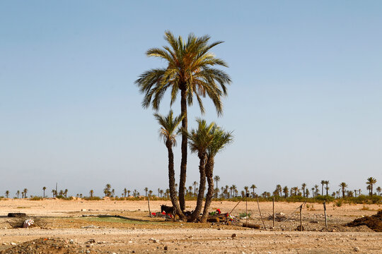 Palm trees in the desert near Marrakech, Morocco, rising from a vast sandy landscape beneath a clear blue sky, with the distant Atlas Mountains visible on the horizon during a warm sunny day.
