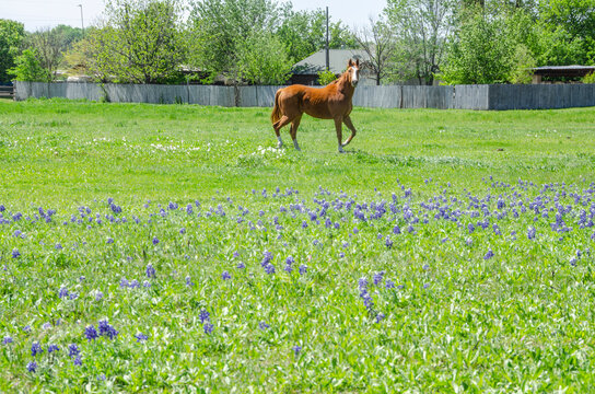 Horse in a Field of Bluebonnets