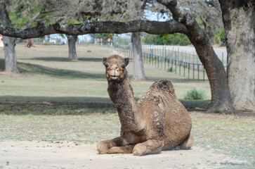 Naklejka premium Dromedary Camel Looking Straight at Camera