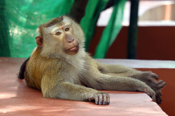 Lazy monkey relaxing on Monkey Hill, Phuket, Thailand, enjoying a peaceful moment in its natural tropical hillside habitat surrounded by lush greenery, basking in the warm sunshine at rest © ClearPix Media