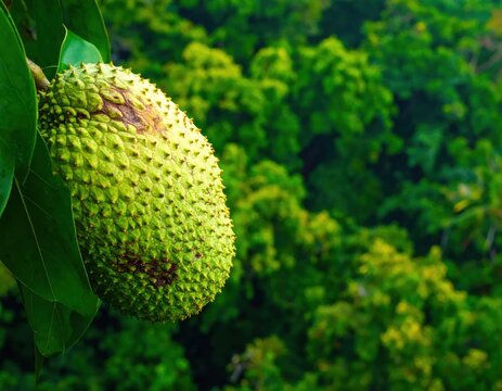 Green soursop fruit on tropical tree branch.