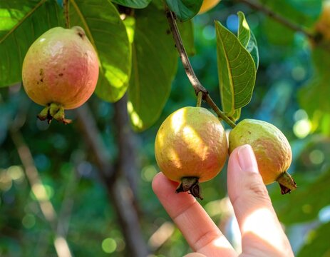 Hand picking ripe guava fruit from tree branch.