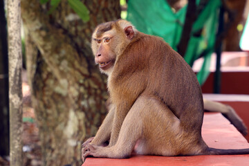 Lazy monkey relaxing on Monkey Hill, Phuket, Thailand, enjoying a peaceful moment in its natural tropical hillside habitat surrounded by lush greenery, basking in the warm sunshine at rest © ClearPix Media