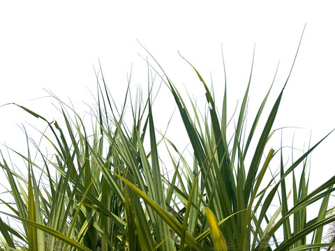 Pandanus tectorius foliage isolated on transparent background. Green coastal screwpine leaves PNG