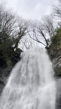 Vertical shot of a waterfall looking up through tree branches.