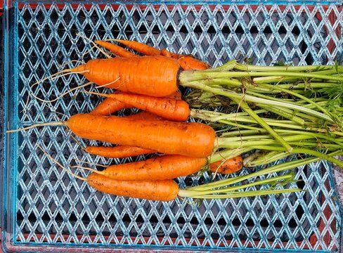Orange carrots on a blue background