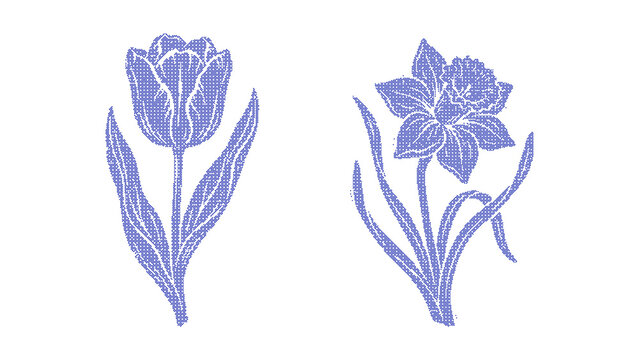 Set of two handdrawn floral illustrations featuring a tulip and a daffodil, elegant botanical line art designs isolated on transparent background
