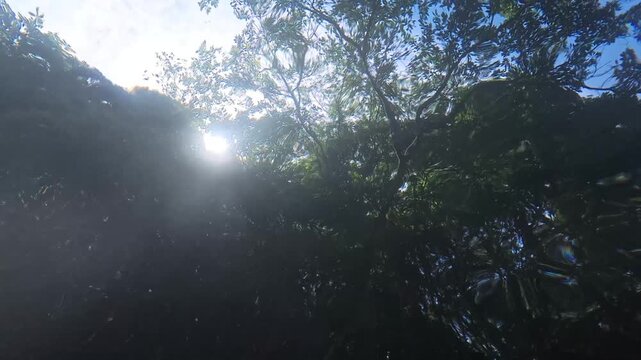 渓流の水中から見上げた太陽と木漏れ日ゆらめく水の流れ
