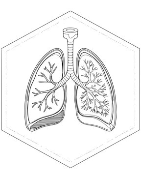 Detailed Human Lung Anatomy and Bronchial Tree Line Drawing