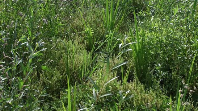 Yellow iris planted for the restoration of the banks of a pond in summer. Iris pseudacorus, Phragmites australis, Indre-et-Loire 37, r&eacute;gion Centre Val de Loire, France, European Union, Europe