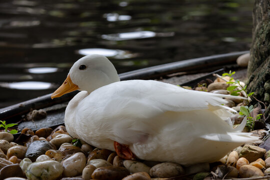A calm white duck with an orange beak is resting on a mix of polished river stones next to a dark pond
