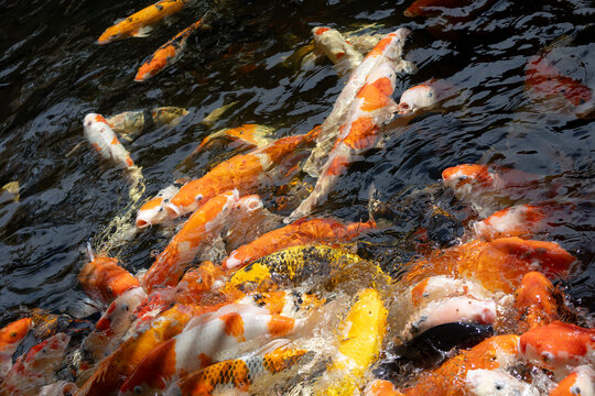 An energetic close-up of a large group of colorful koi fish in various shades of orange, white, and yellow splashing and crowding