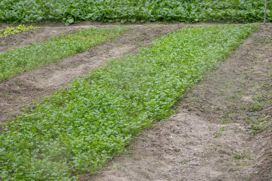 Extensive Vegetable Field with Forest Backdrop background