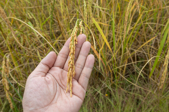 hand gently holding a single ear of mature, golden rice grain, with a blurred, yellow rice field