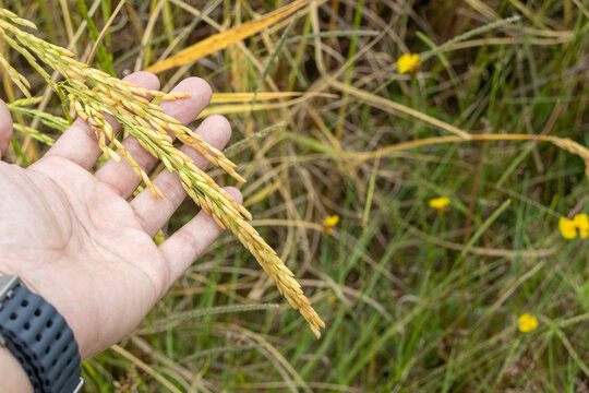 hand gently holding a single ear of mature, golden rice grain, with a blurred, yellow rice field in the background.