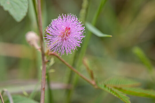 pink sensitive plant (Mimosa) flower head nestled among blades of green grass, with a soft background.