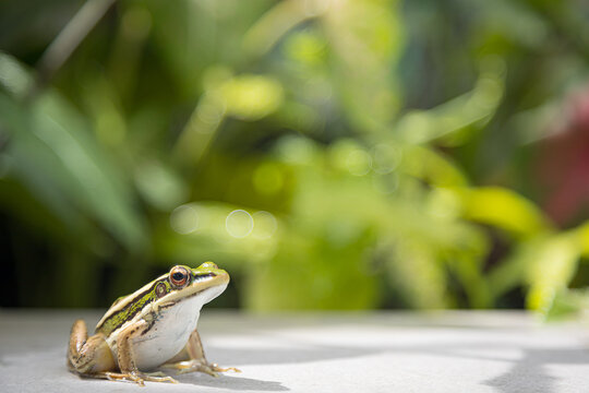 frog in the backyard live in green natural moist areas