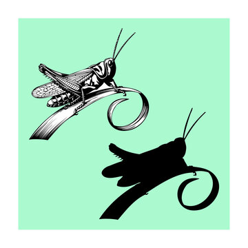 grasshopper black art and illustration