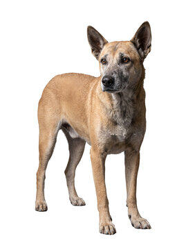 Indian Pariah Dog Portrait Representing Rescue and Animal Adoption |  Animal Welfare and Pet Care