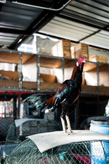 Beautiful rooster stand on a bamboo cage. Thailand © Dontree