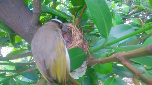 Light-vented bulbul feeding hungry chicks in nest among green leaves
