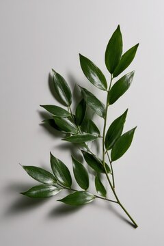 Close-up of glossy evergreen ruscus foliage