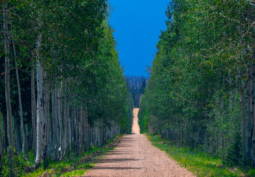 Forest Service Road