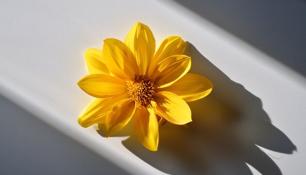 a bright yellow flower on a white surface with sunlight casting shadows