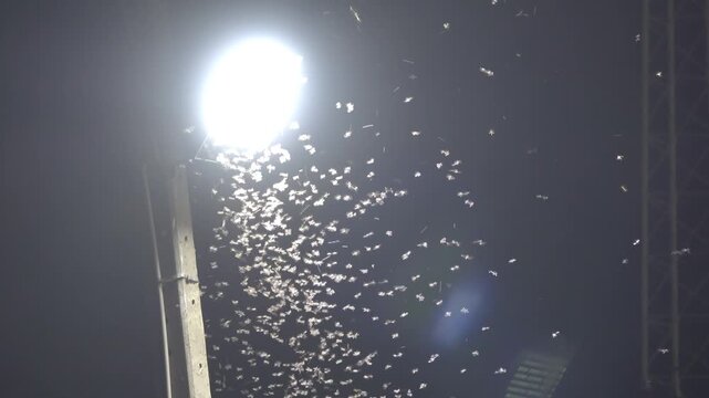 A huge number of mayflies are attracted by the light of lanterns on the street. Thailand