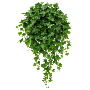 Lush green English ivy plant with vibrant leaves and trailing vines, captured with bright studio lighting on a clean white background