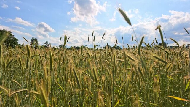 Crop field. Grain harvest, 4k. Golden spikelet. Wheat field. Golden wheat field. Ears of golden wheat. Agricultural field wheat in picturesque summer scenery