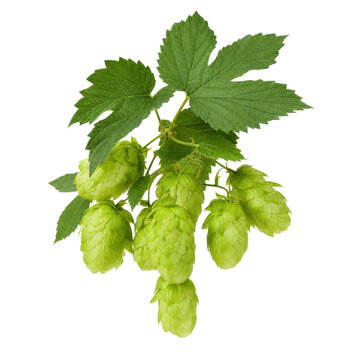 Fresh green hop cones and leaves on a branch, isolated on a clean white background, perfect for brewing concepts
